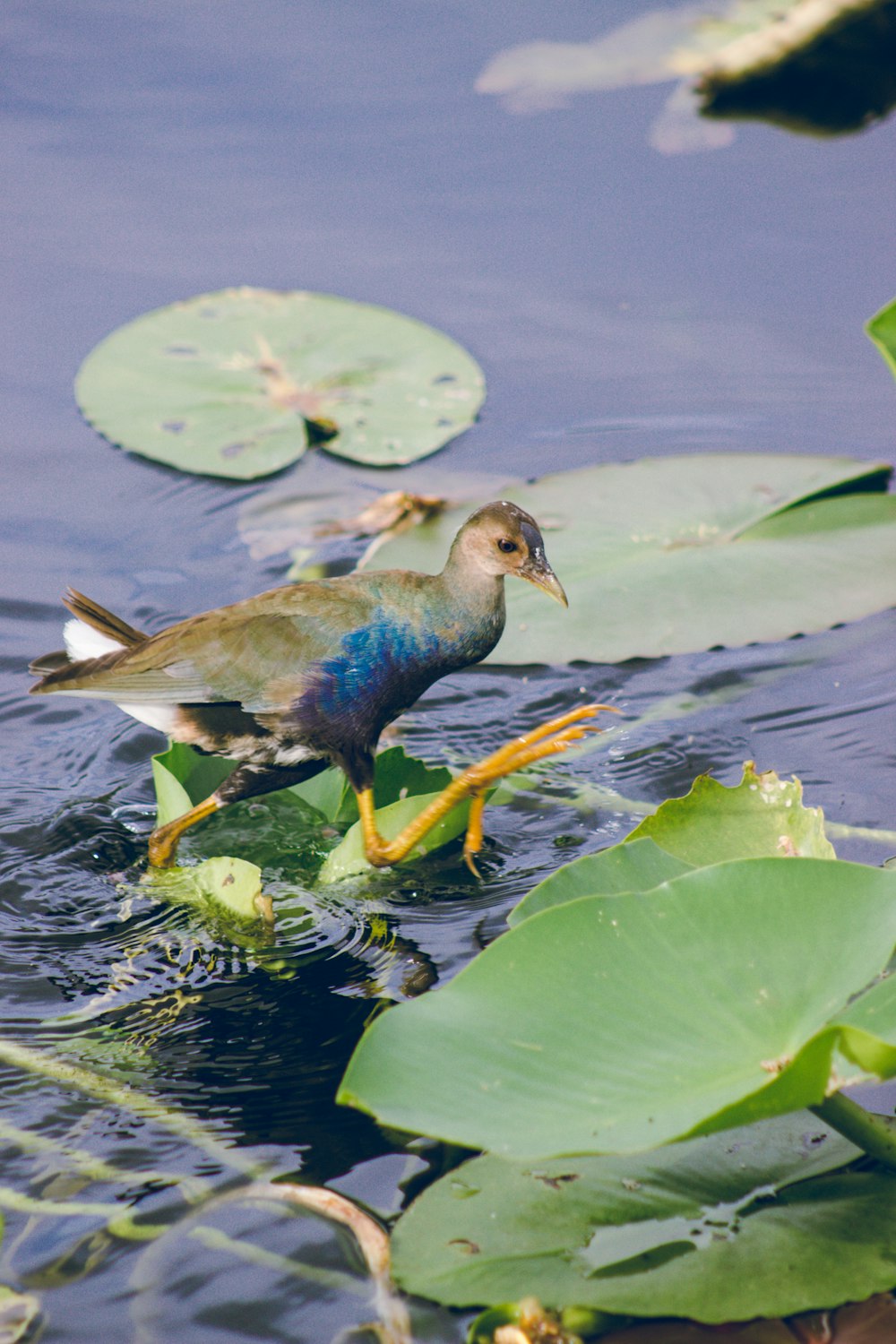 a bird standing on a lily pad in the water