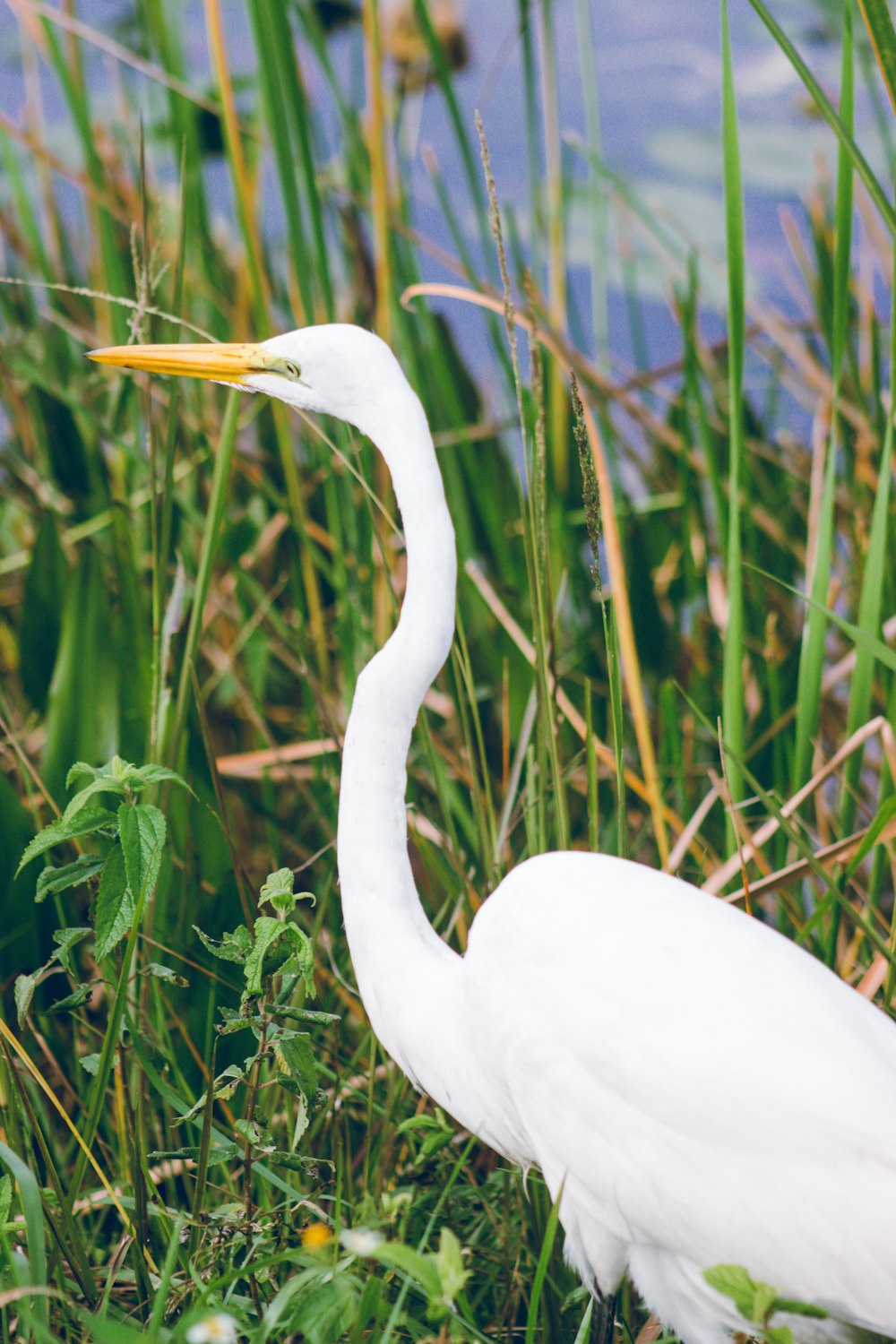 a white bird with a long neck standing in tall grass