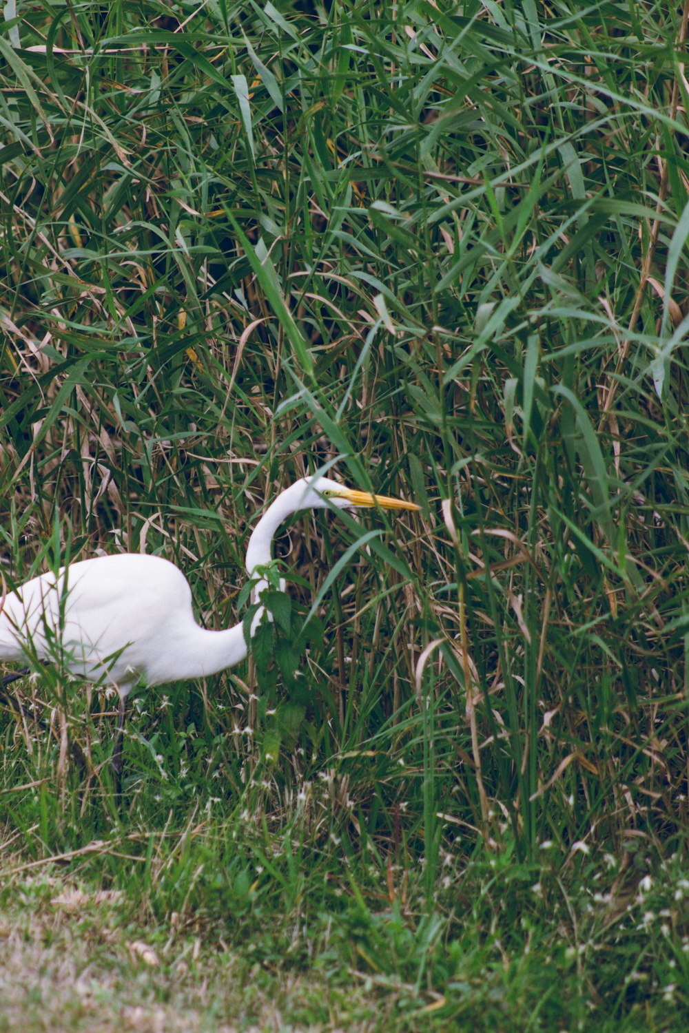 a white bird is standing in the tall grass