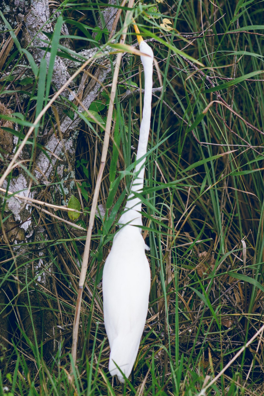 a white bird is standing in the tall grass