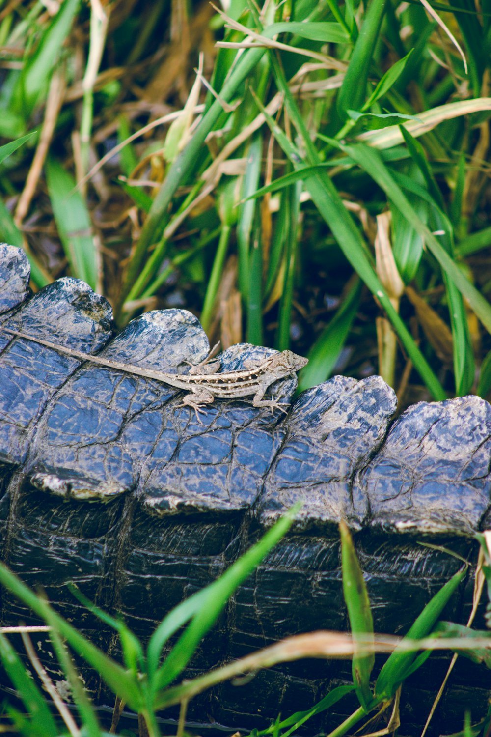 a large alligator laying on top of a body of water