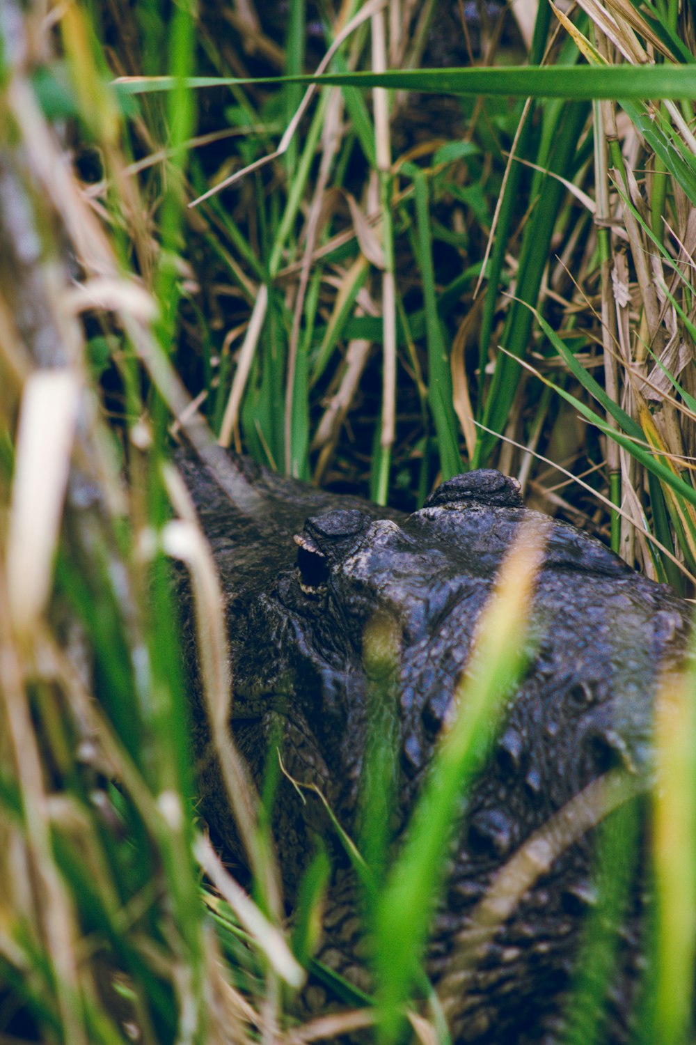a close up of an alligator in the grass