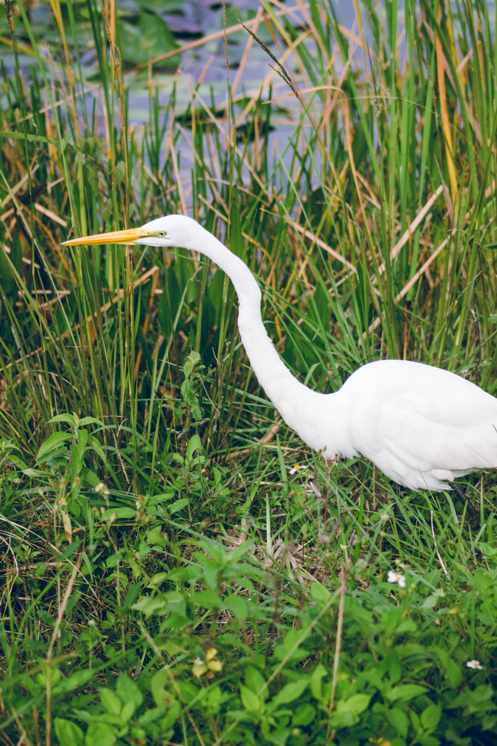 a white bird is standing in the tall grass