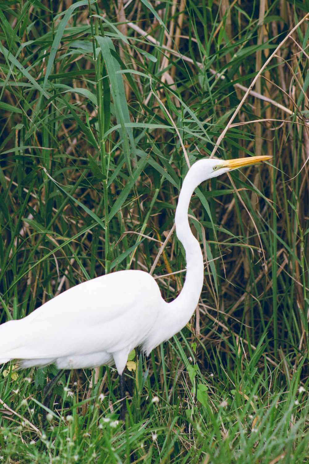 a white bird with a long neck standing in tall grass