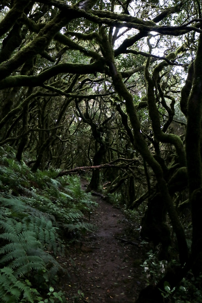 Un sentiero attraverso un bosco con molti alberi