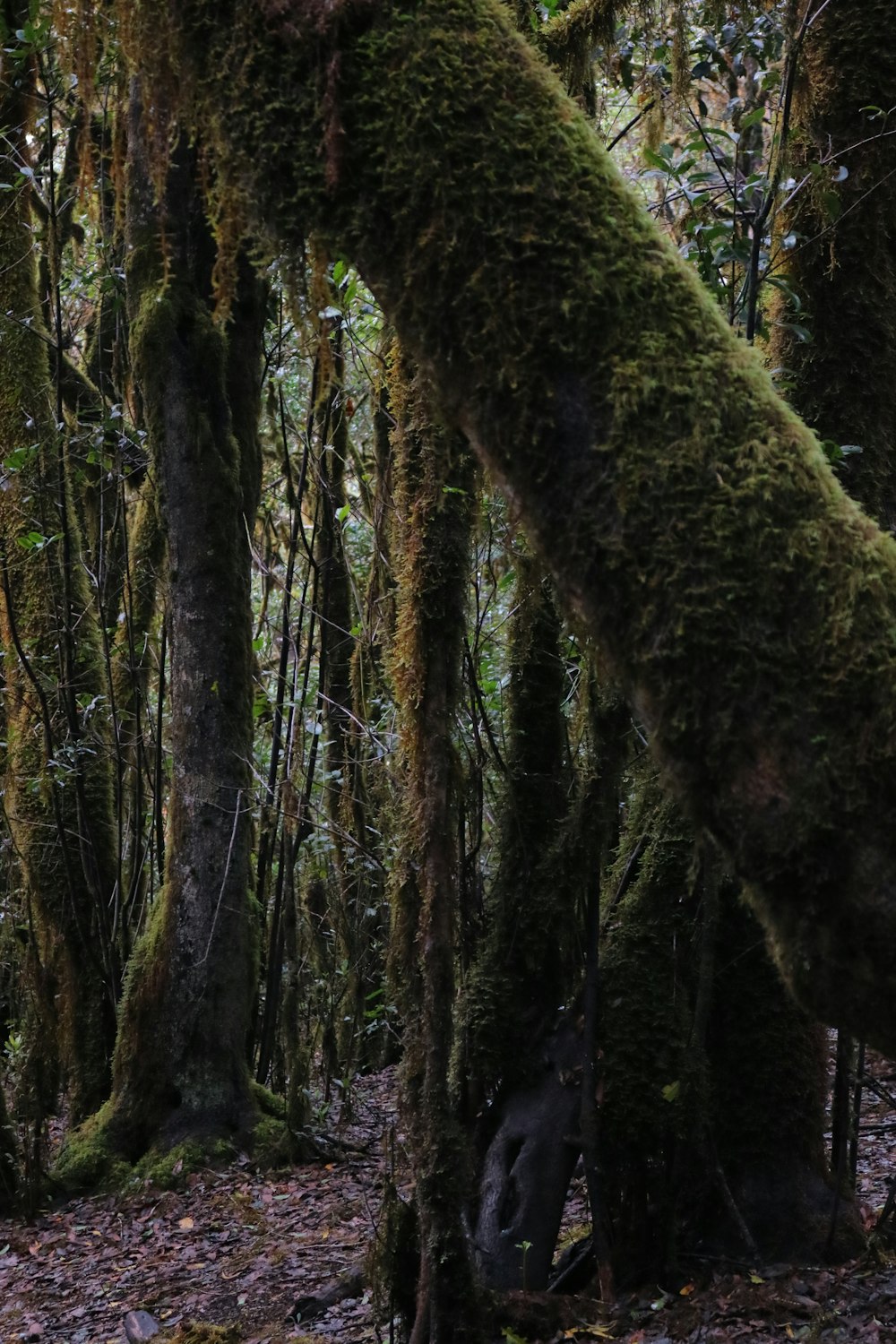 a moss covered tree in the middle of a forest