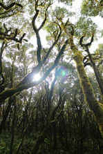 the sun shines through the trees in the forest