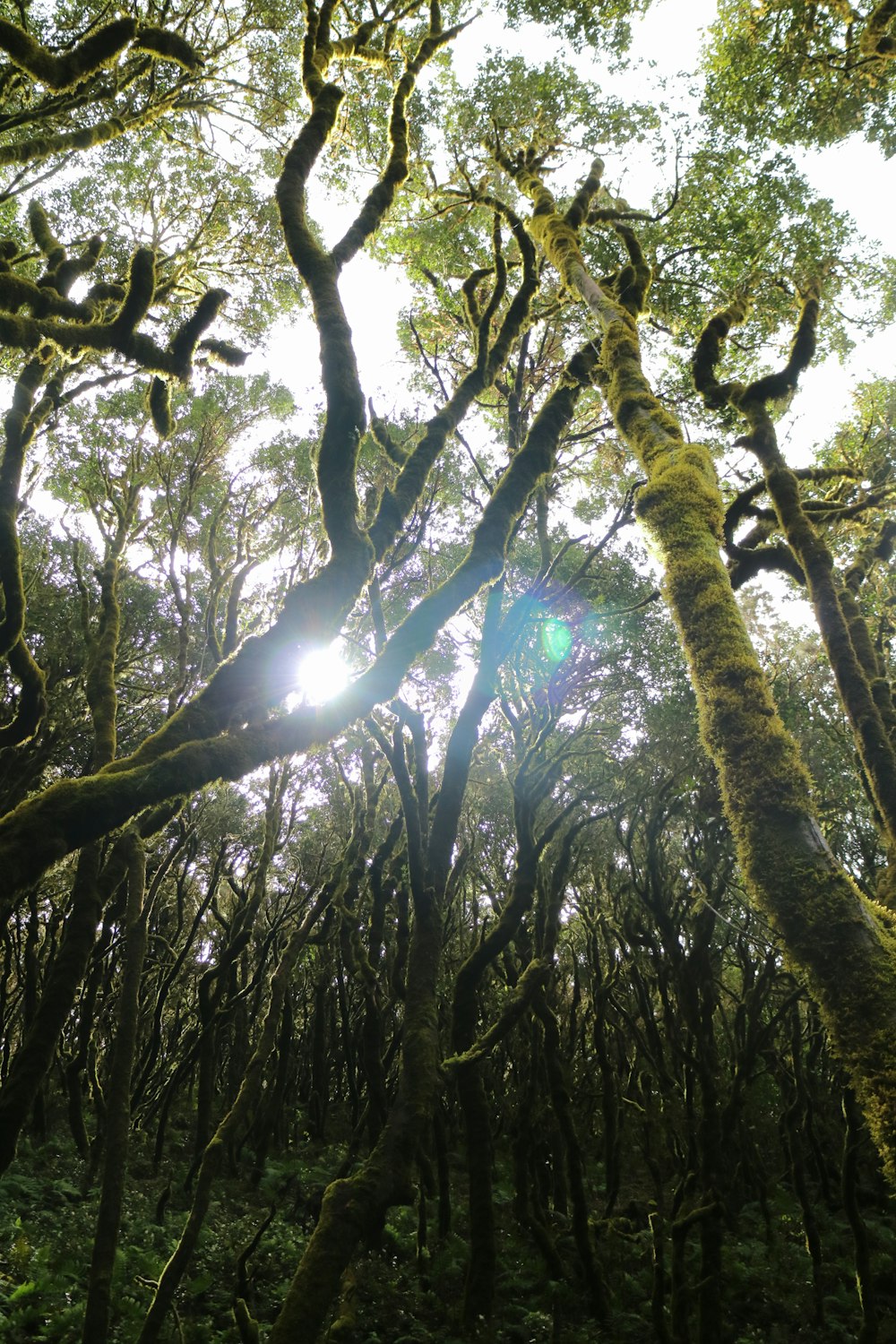 the sun shines through the trees in the forest