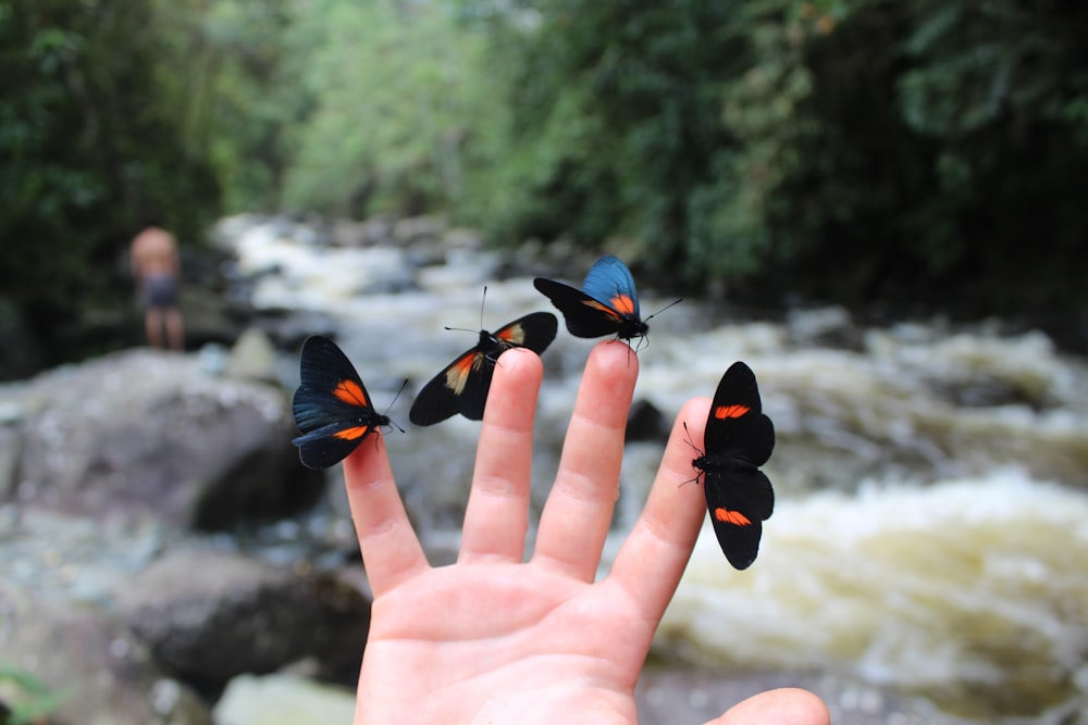 a person's hand with three butterflies on it