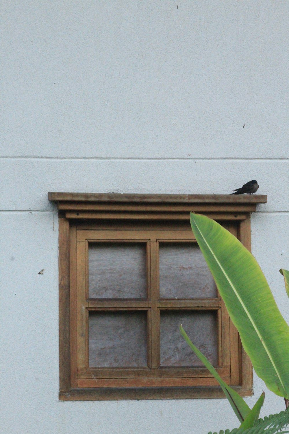 um pássaro sentado no parapeito de uma janela ao lado de uma planta