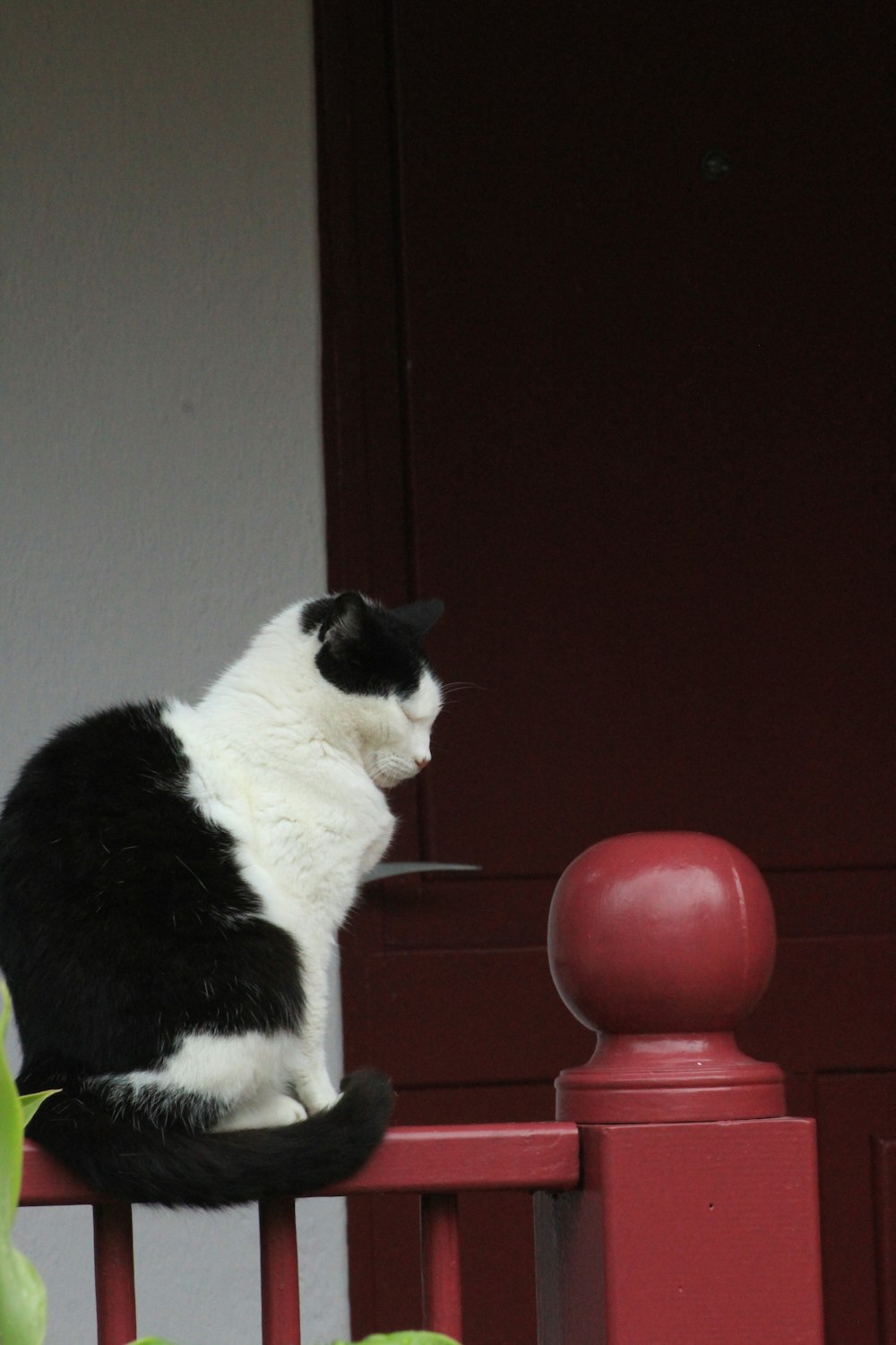 un gatto in bianco e nero seduto su una ringhiera rossa