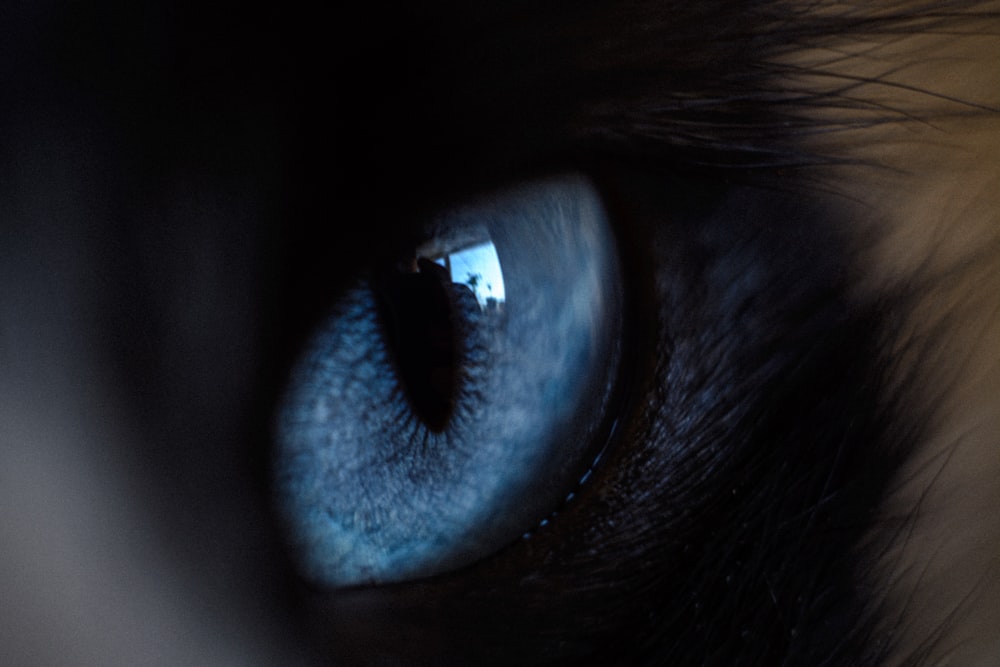 a close up of a cat's blue eye