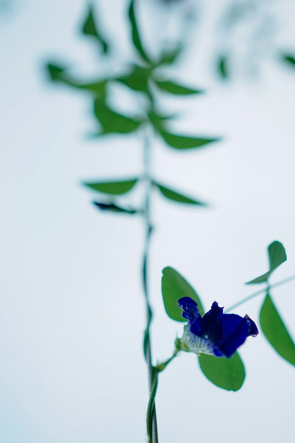 a blue flower with green leaves on a white background