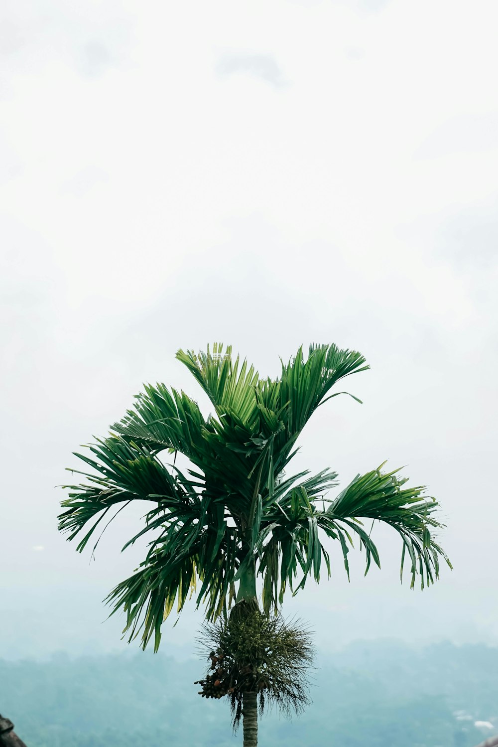 eine Palme mitten auf einem Feld