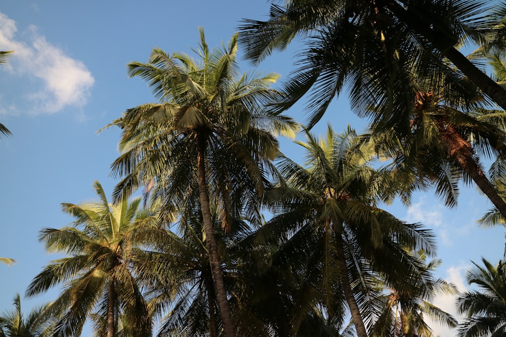 a group of palm trees with a blue sky in the background