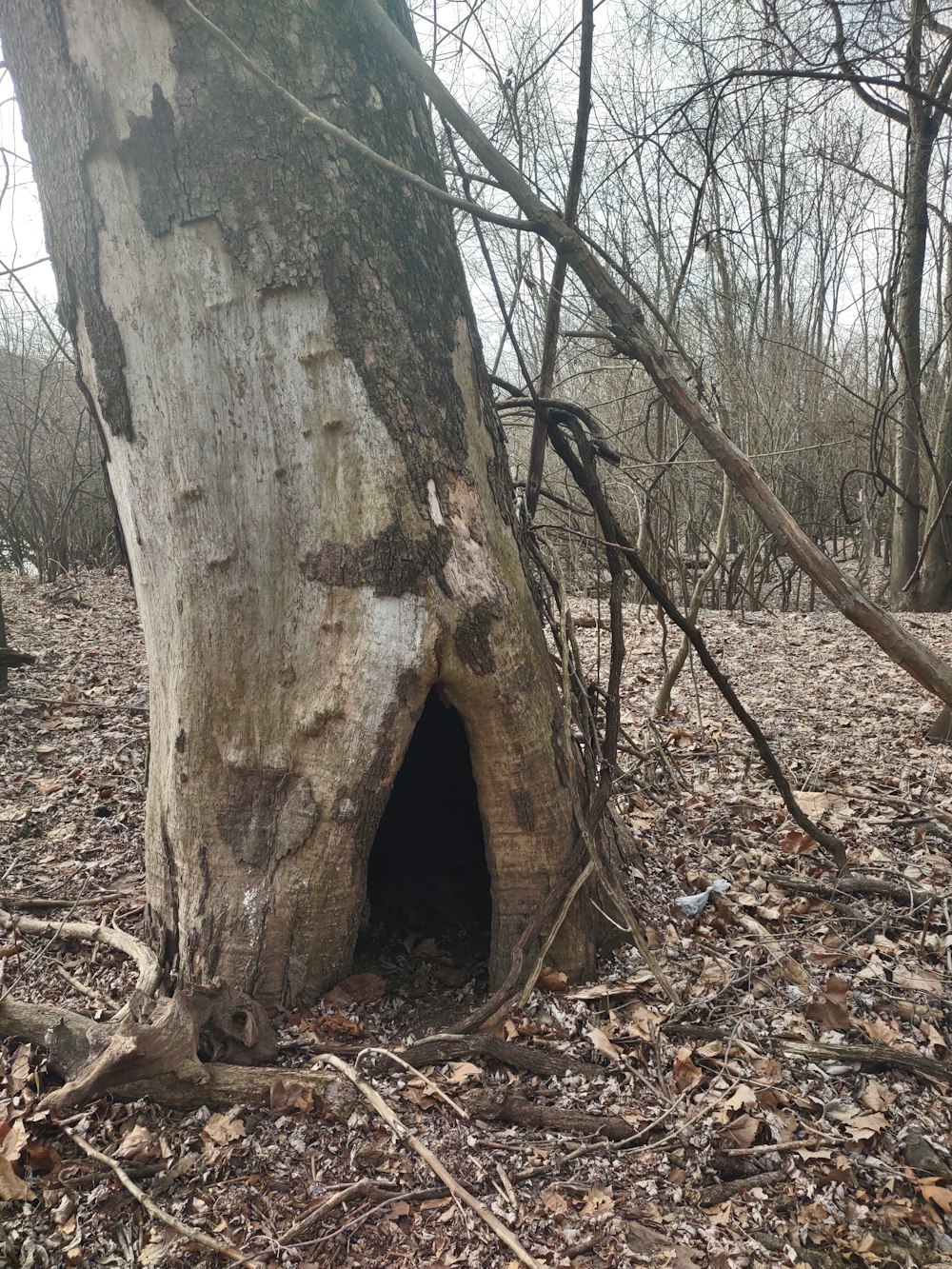 a tree that has a hole in it