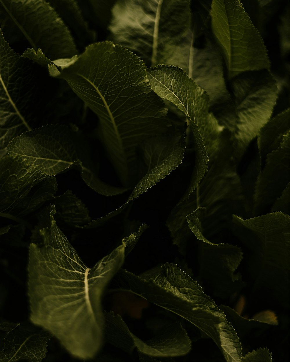 a close up of a bunch of green leaves