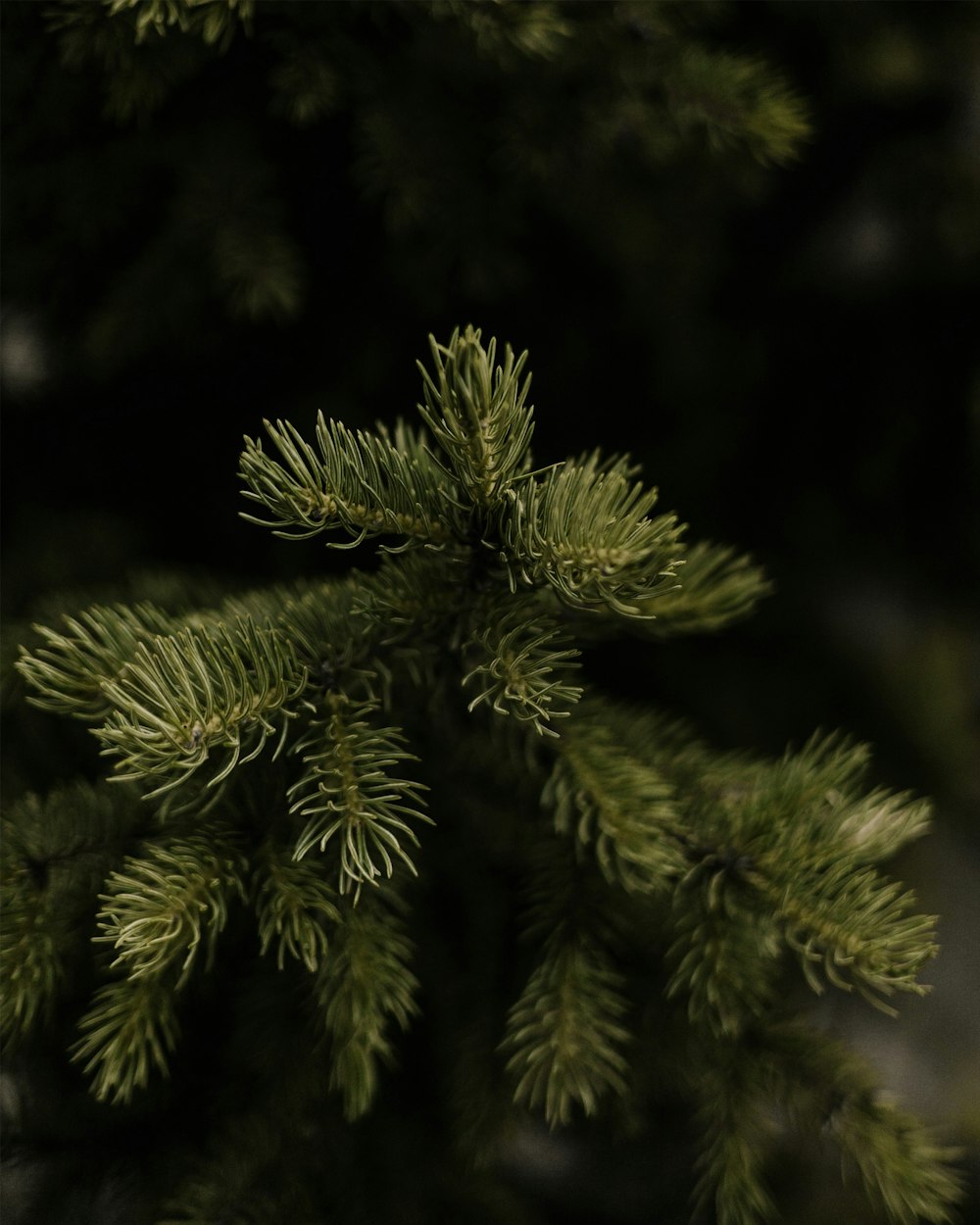 a close up of a pine tree branch