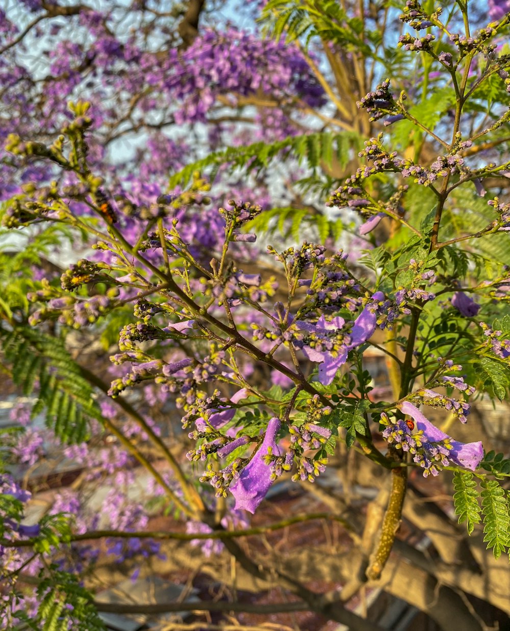 a tree with purple flowers and green leaves