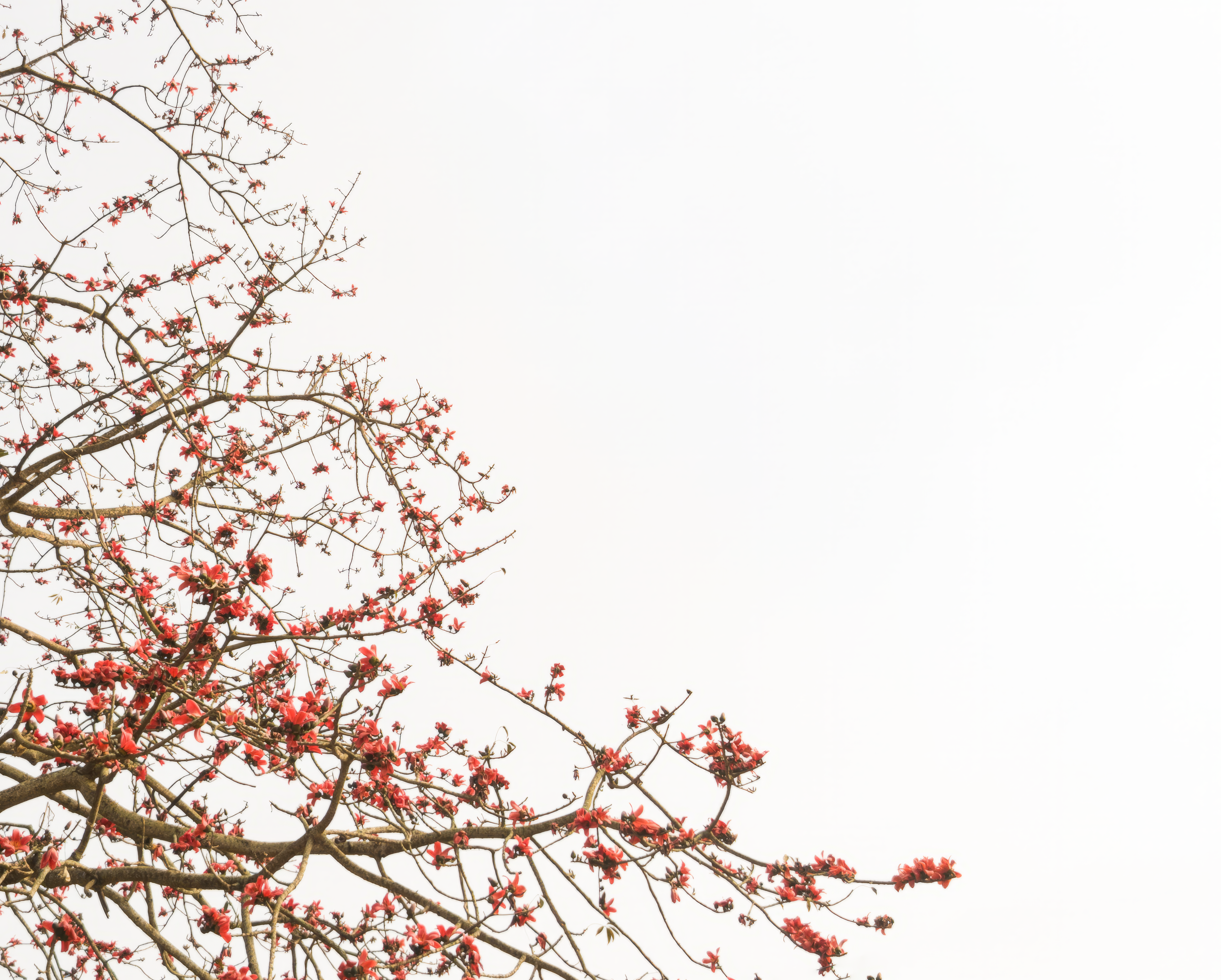 Photo by rohitghosh12