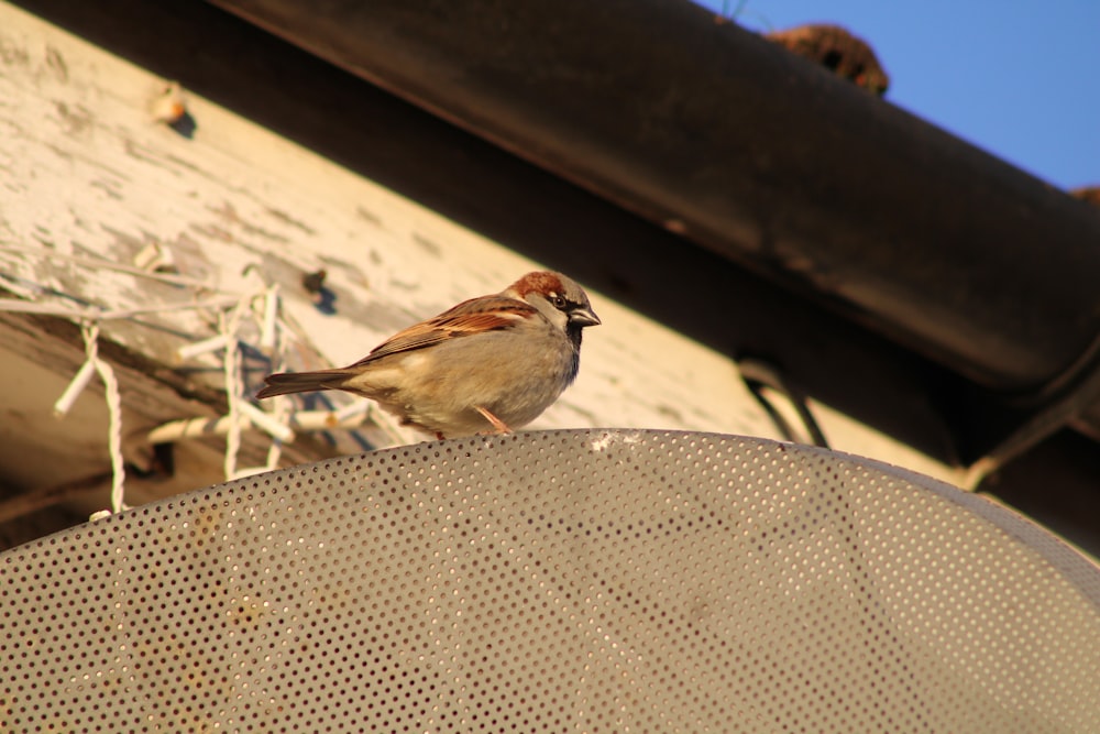 a small bird sitting on top of a metal object