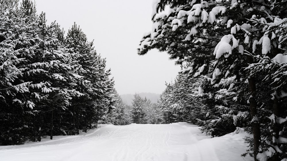 a snow covered road surrounded by evergreen trees