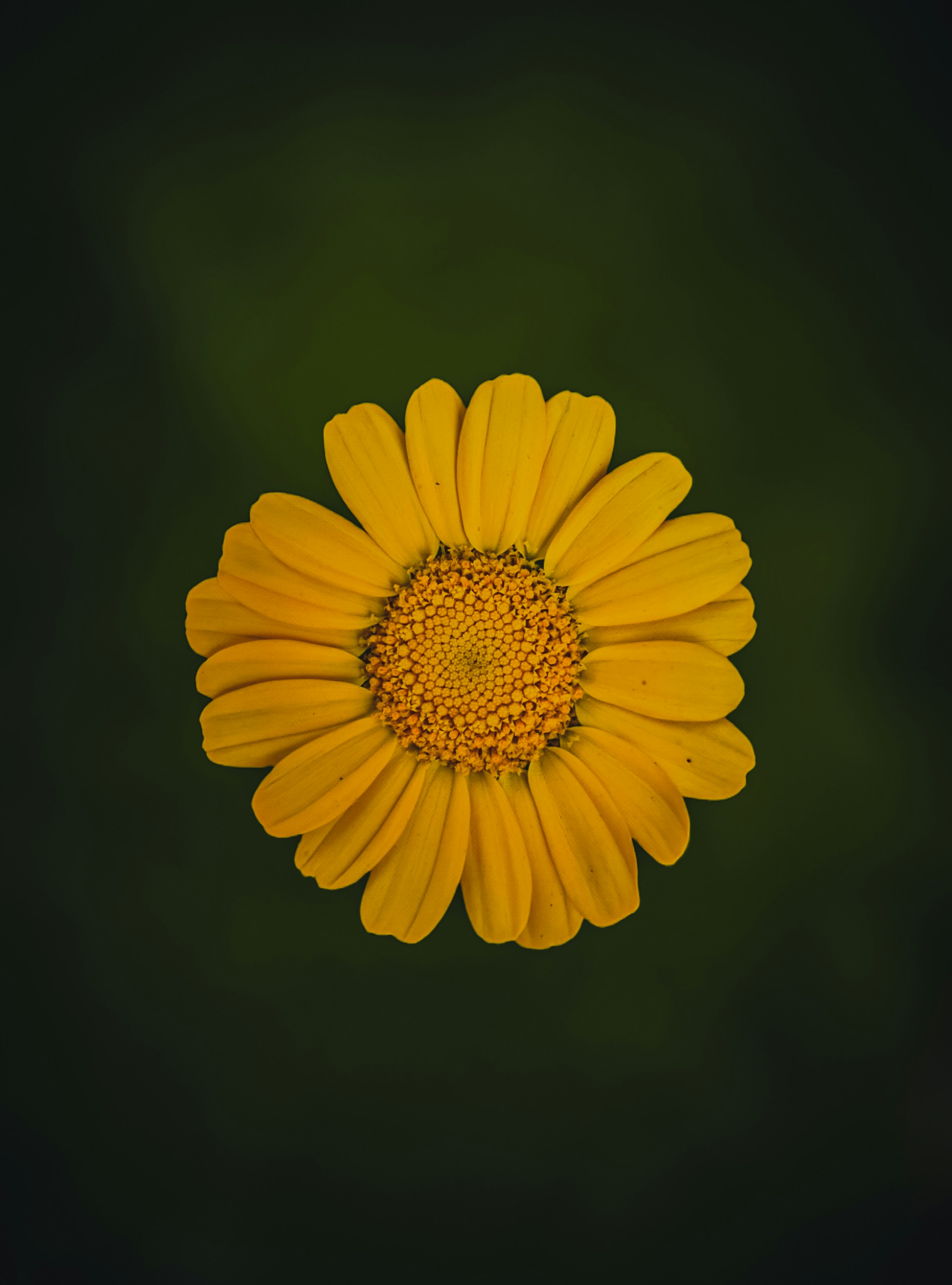 Photo by fayazahmedsunny