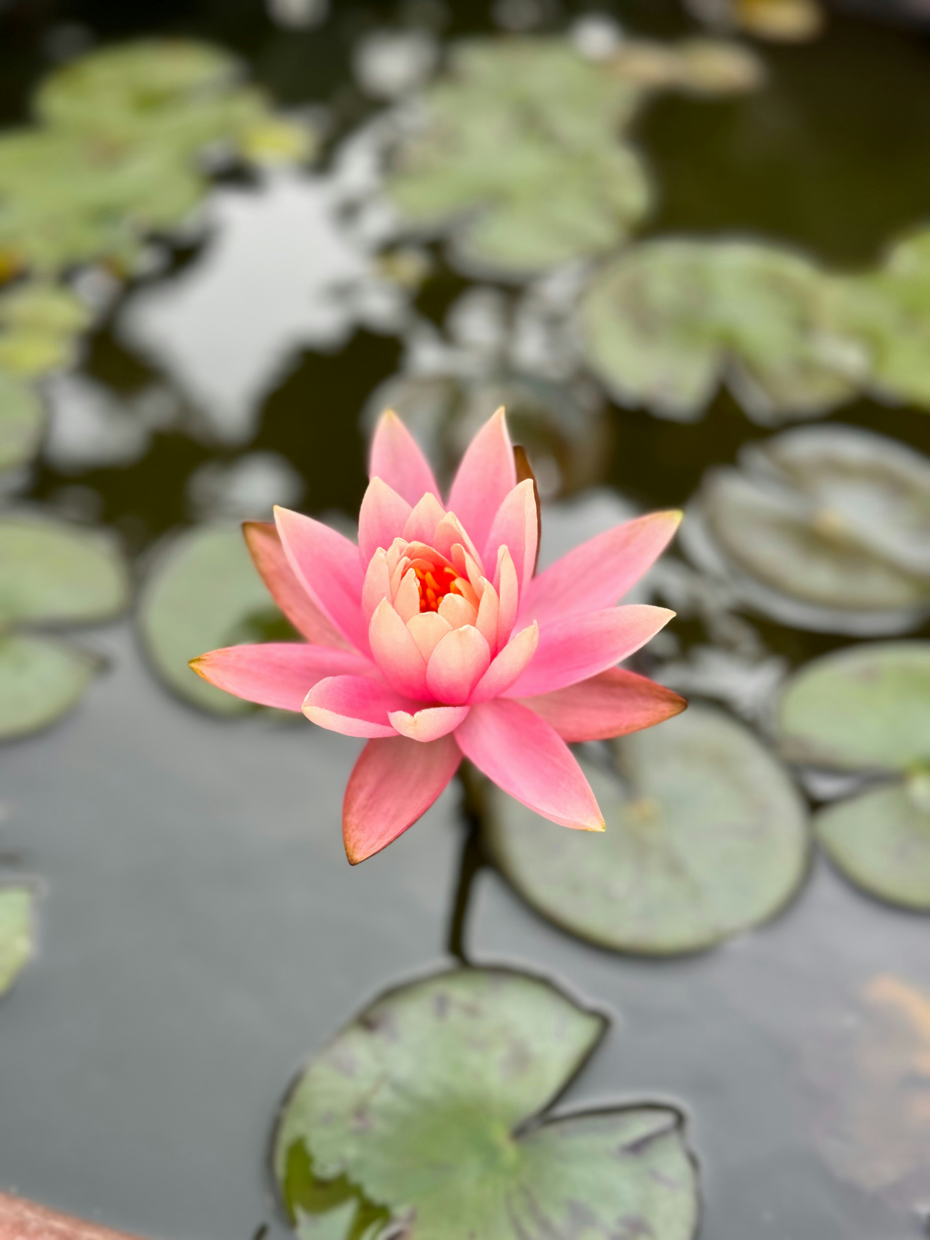 Photo by poojasatpathy