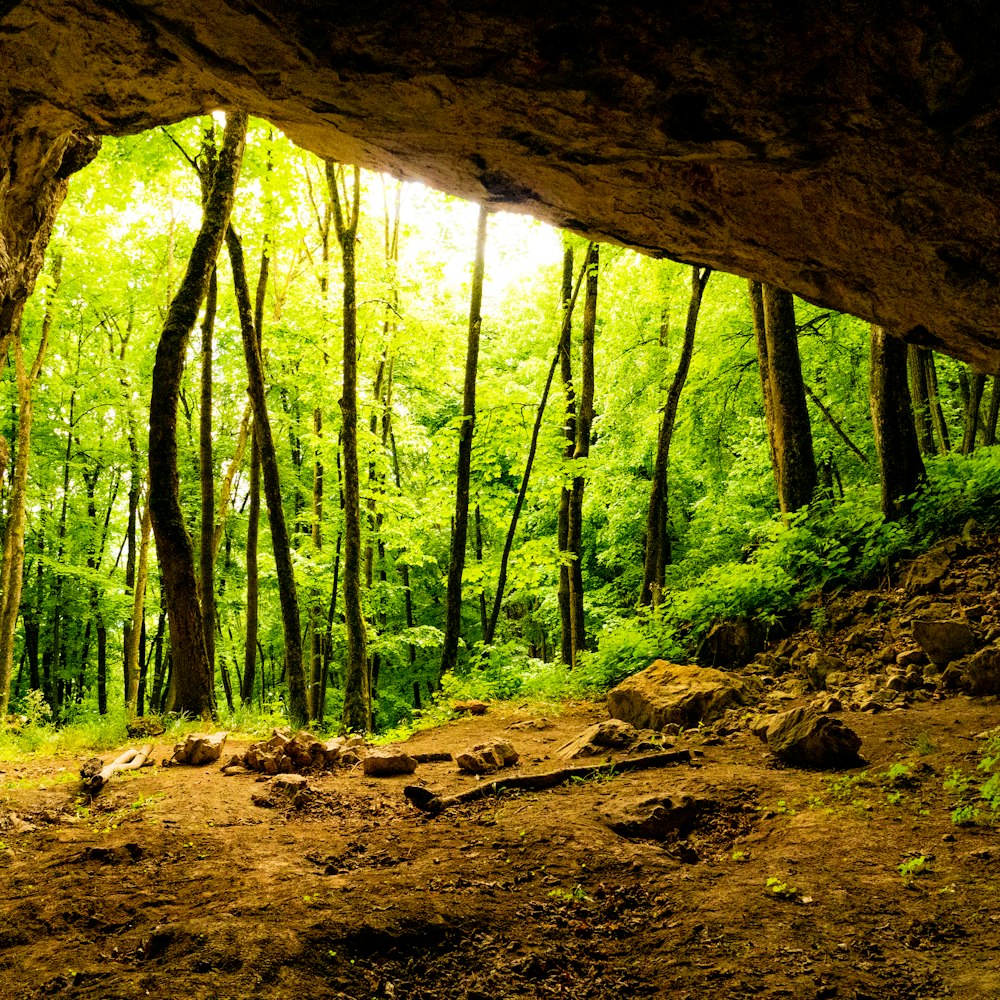 a view of a forest through a cave