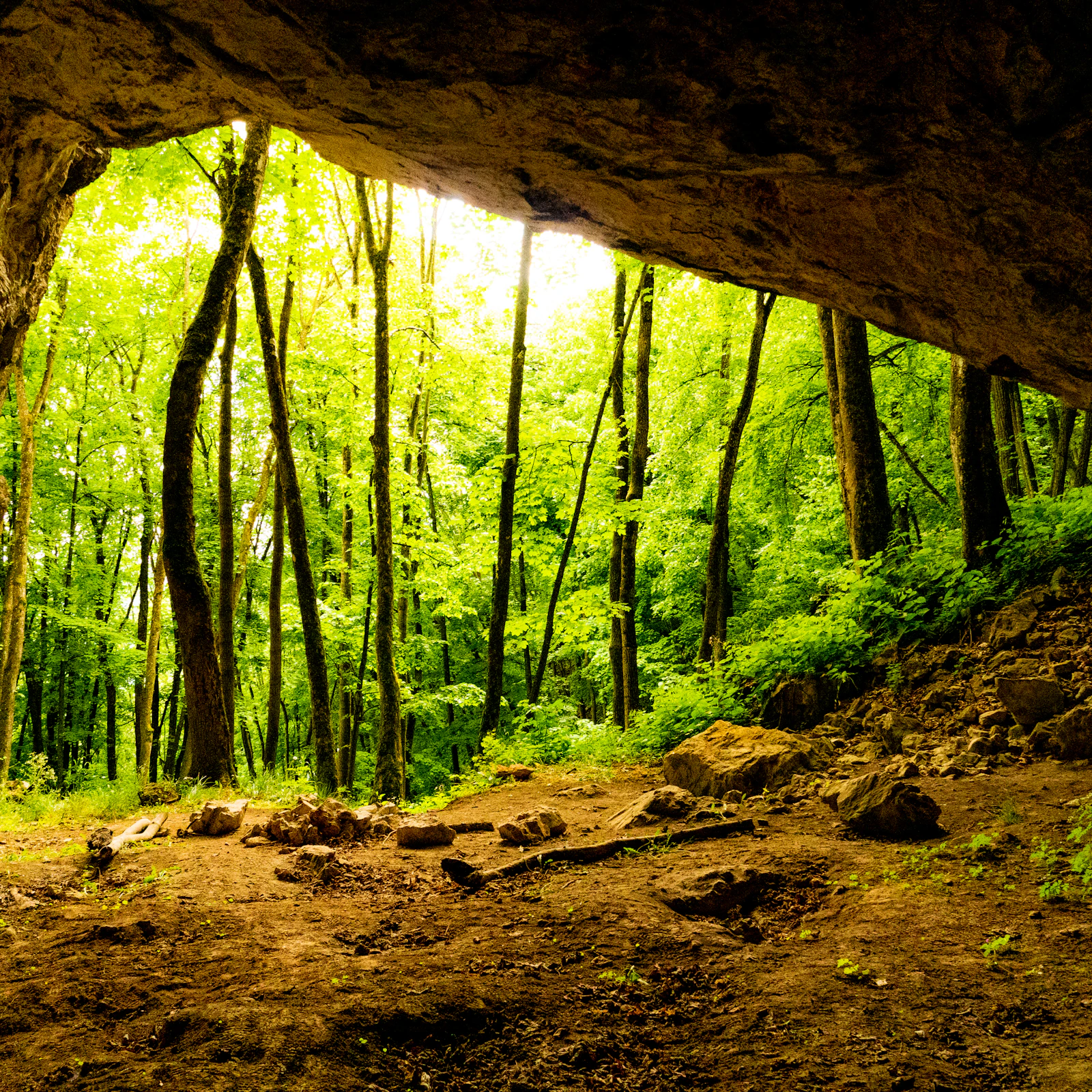 Bright green forest seen from beneath a rock overhang at a cave entrance