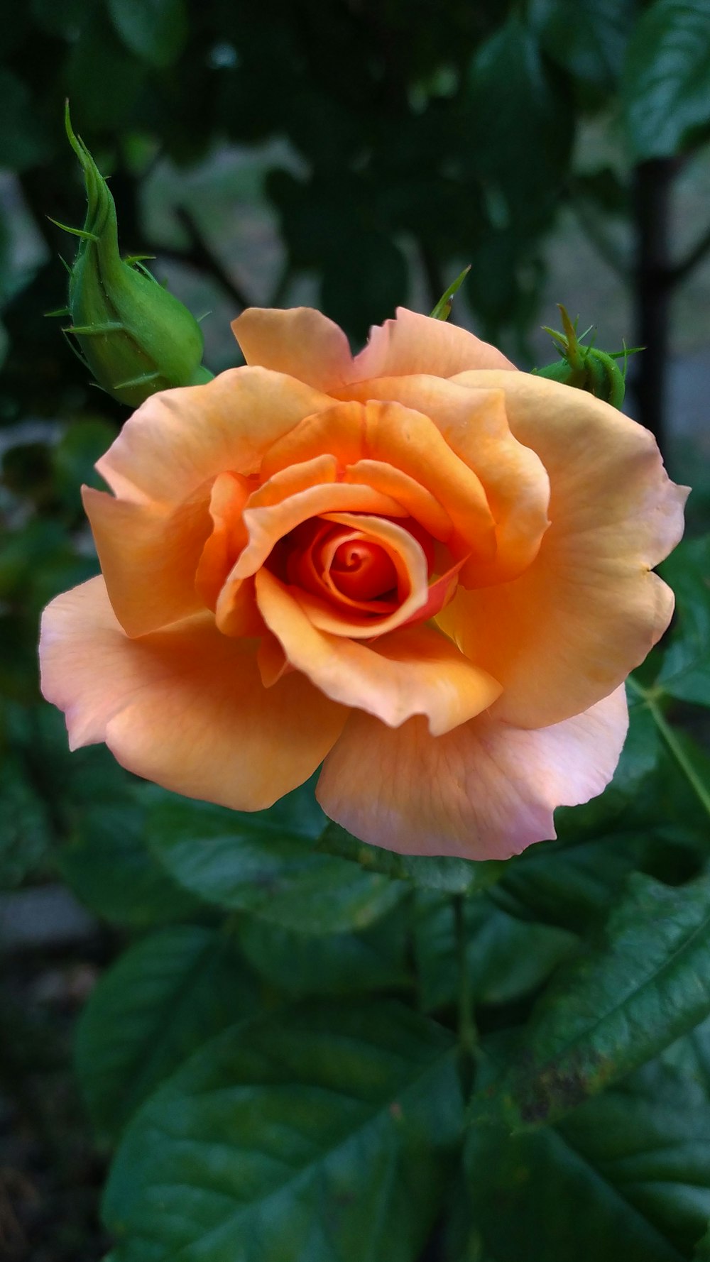 a yellow rose with green leaves in the background