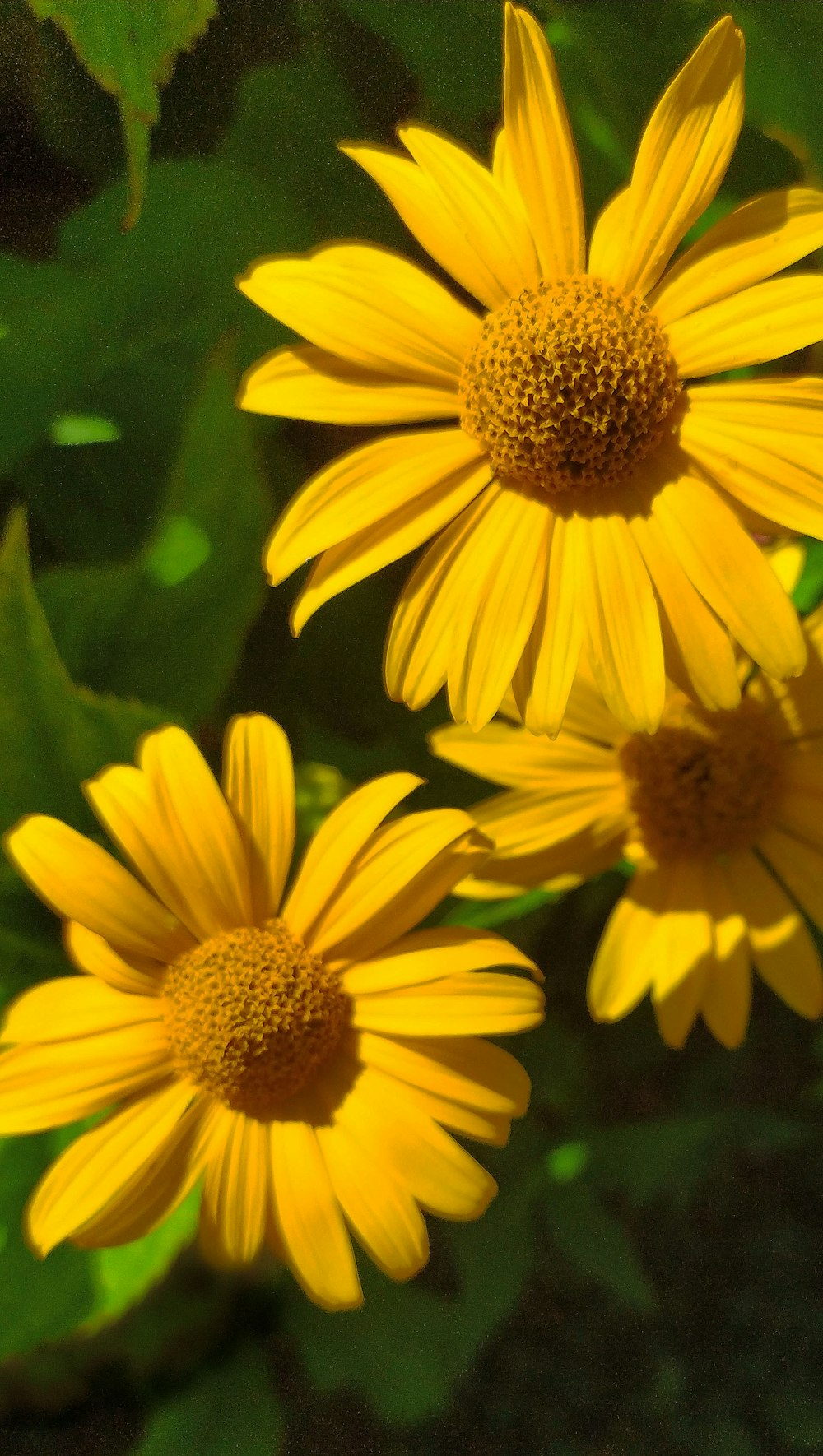 two yellow flowers with green leaves in the background