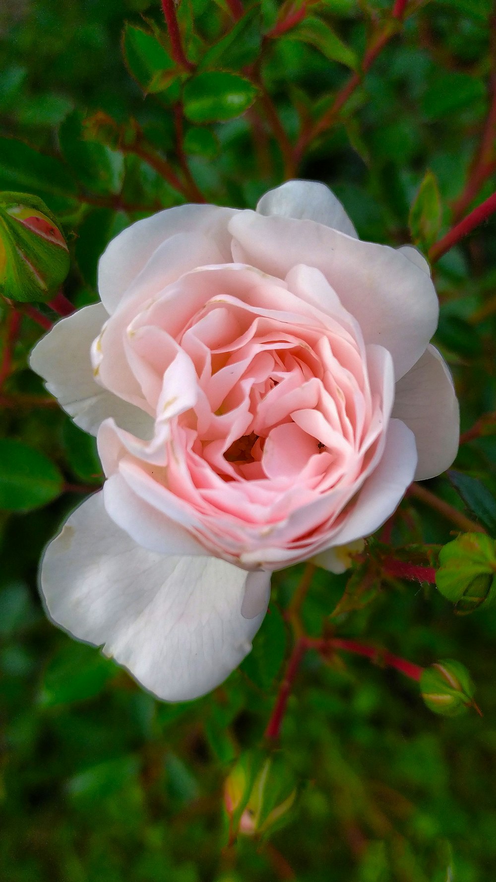 a pink rose with green leaves in the background