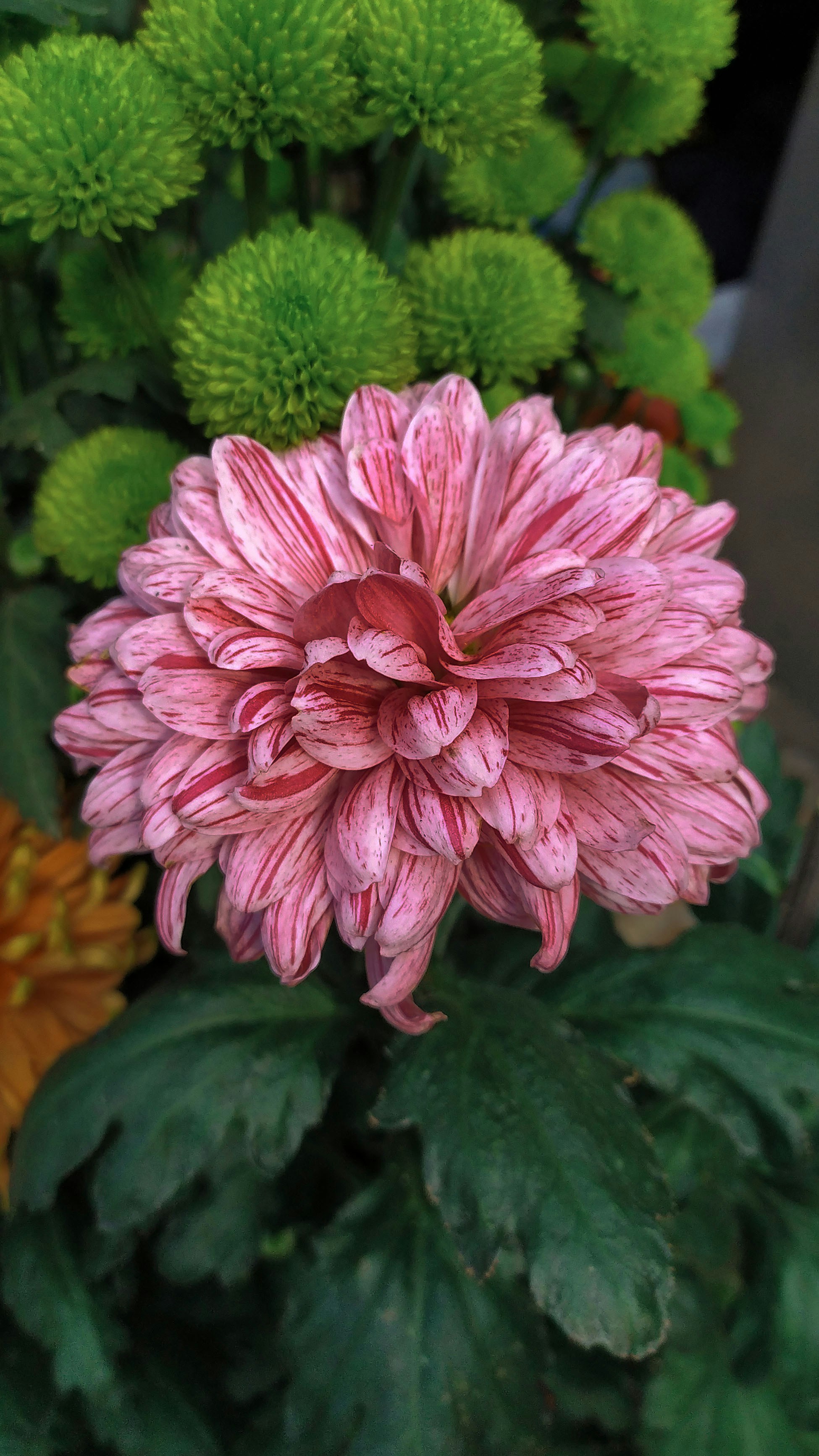 A pink flower with green leaves in the background photo – Free Flower ...