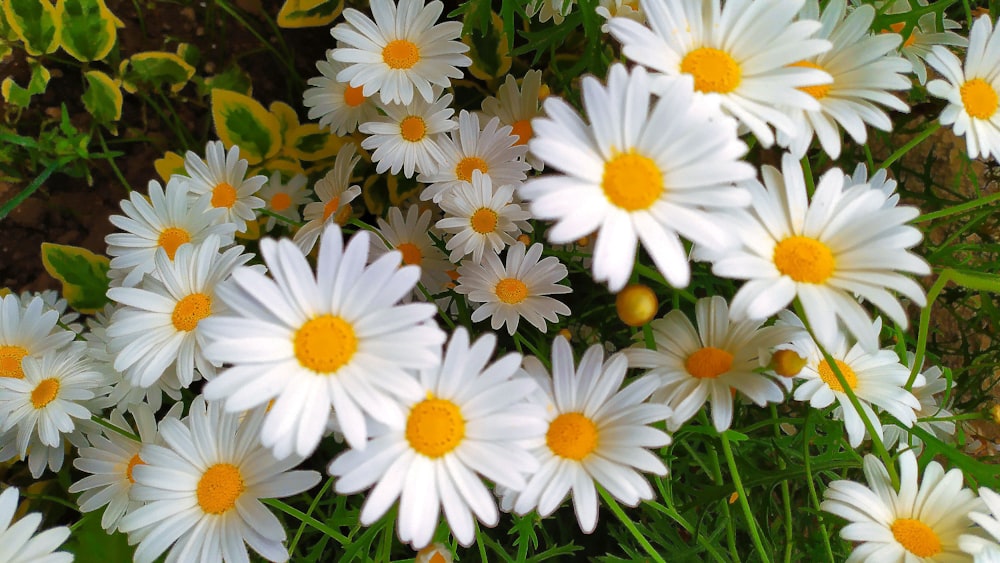 a bunch of white and yellow flowers in a field