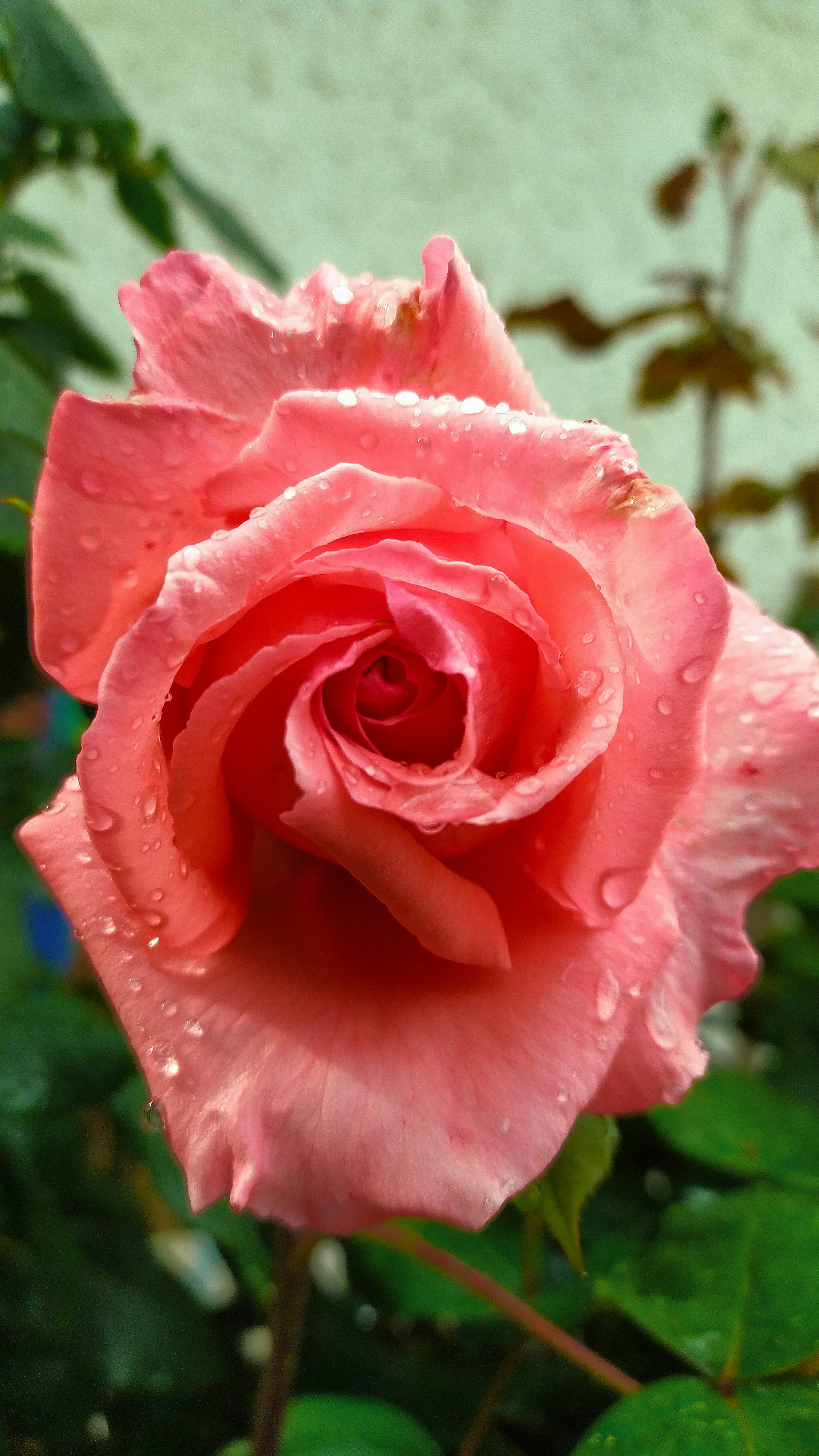 a pink rose with water droplets on it
