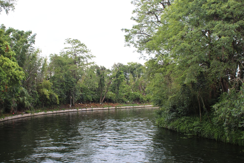 a river running through a lush green forest