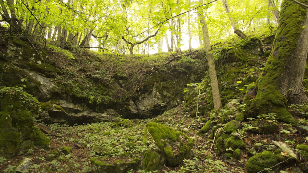 a rocky area with trees and moss growing on the rocks