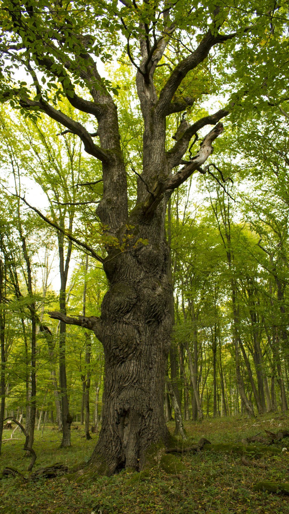 a large tree in the middle of a forest