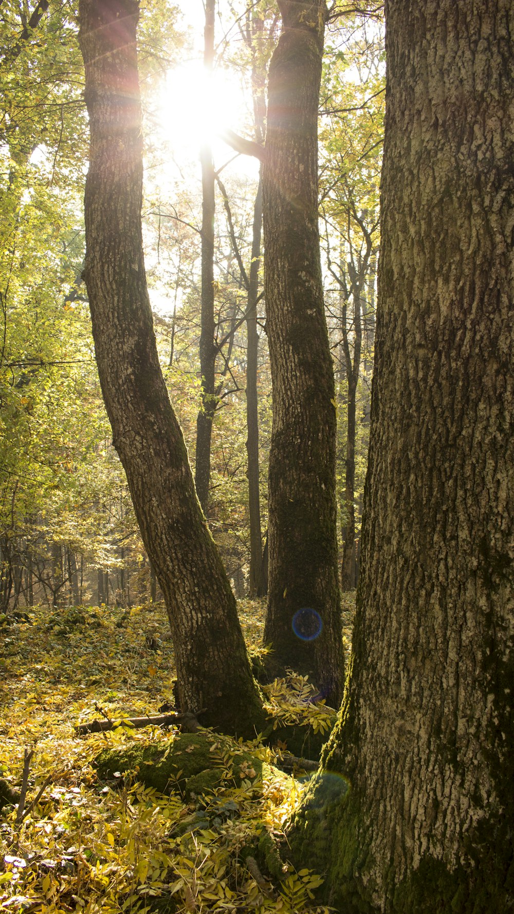 the sun shines through the trees in the forest