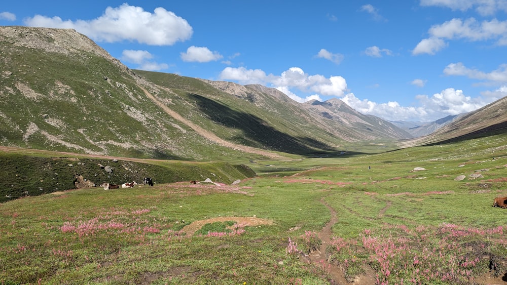 a group of horses grazing on a lush green hillside