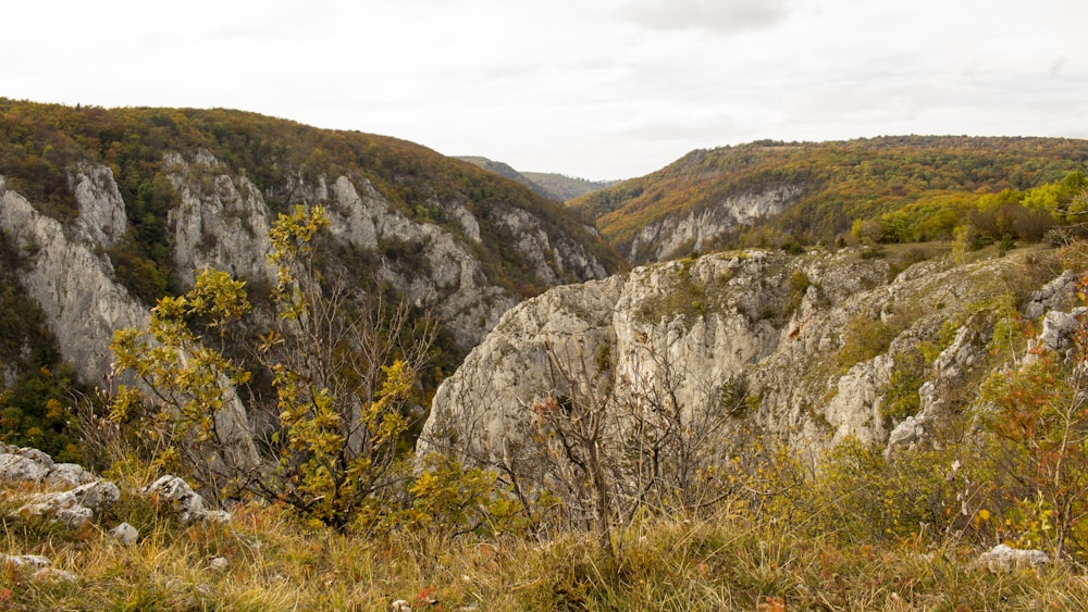 a view of a valley with a mountain in the background