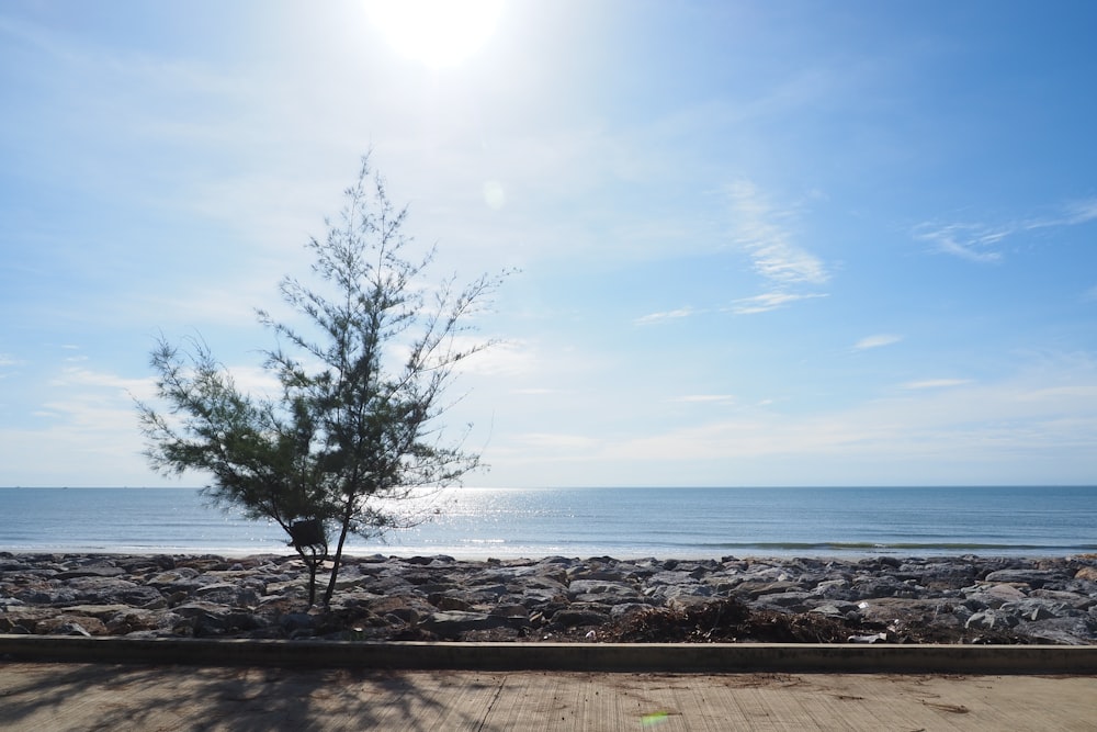 a lone tree on a rocky beach near the ocean