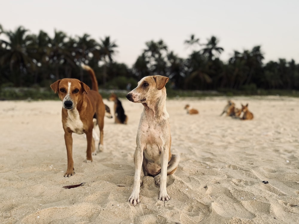 a couple of dogs that are standing in the sand
