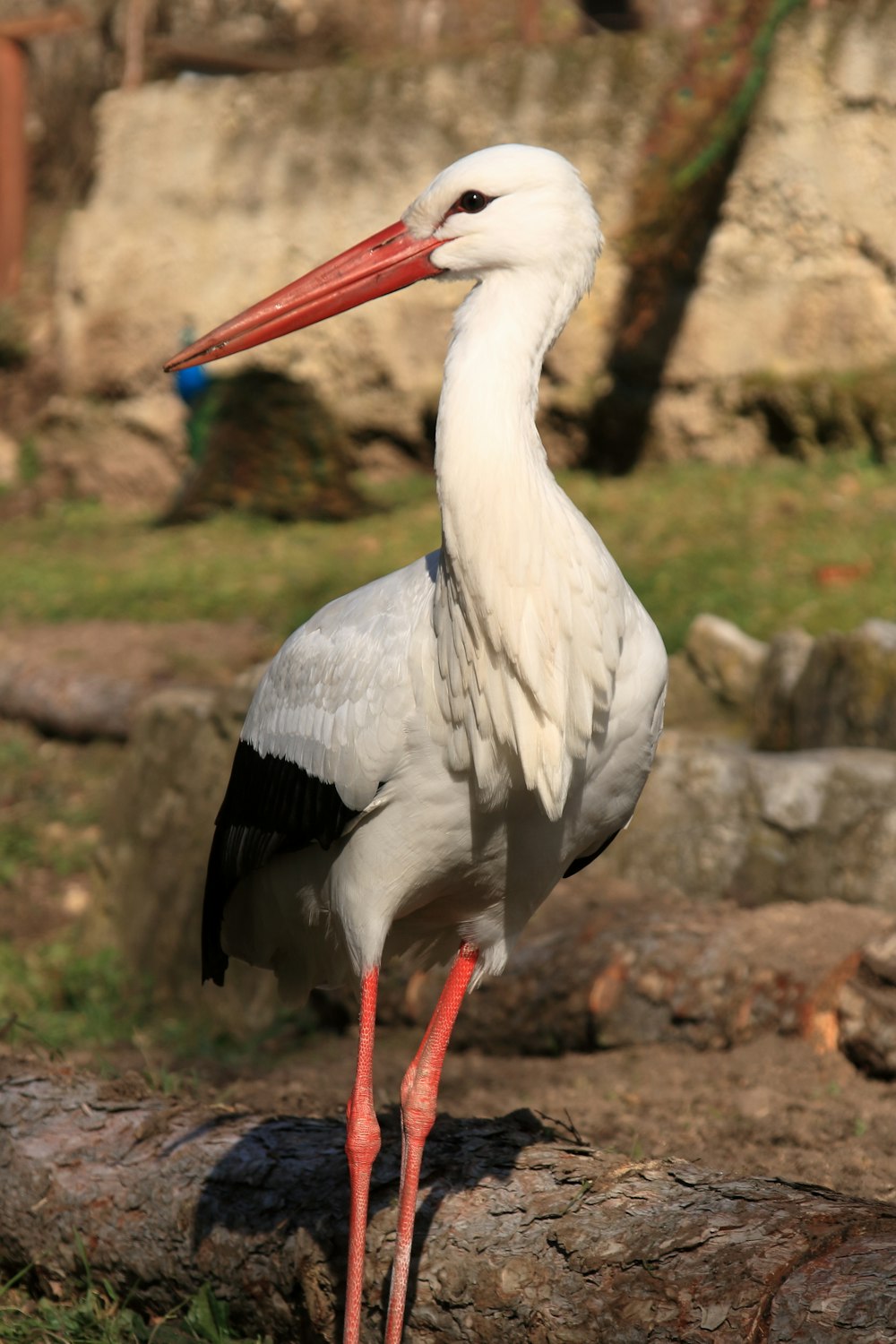a white and black bird with a long red beak