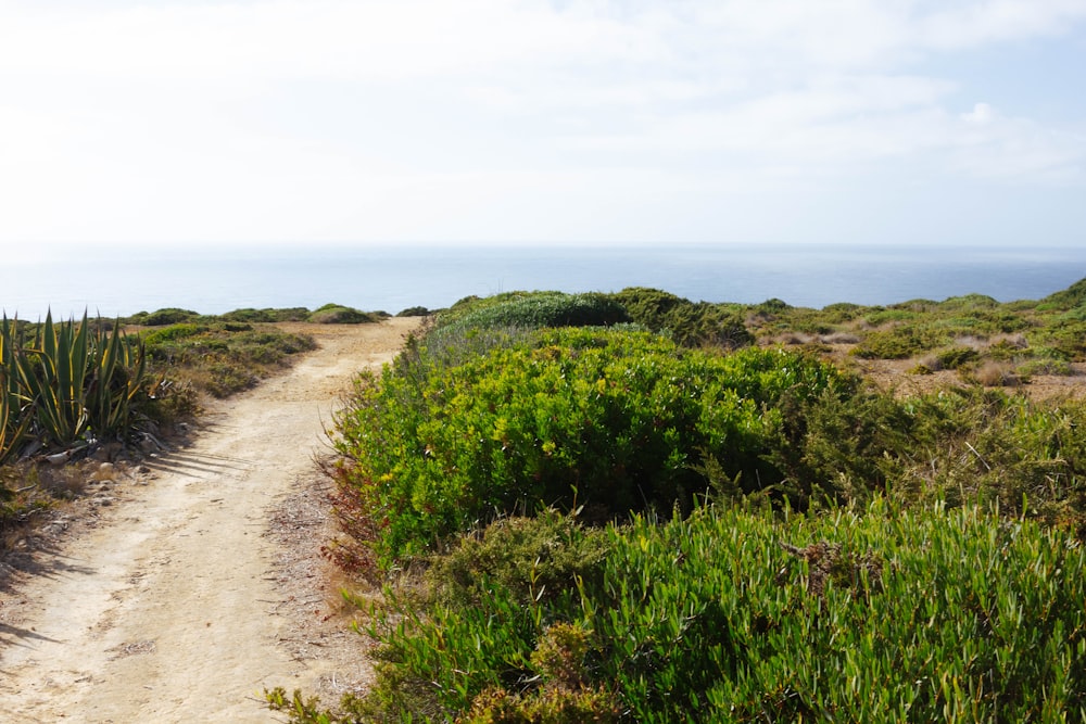 a dirt road surrounded by bushes and plants