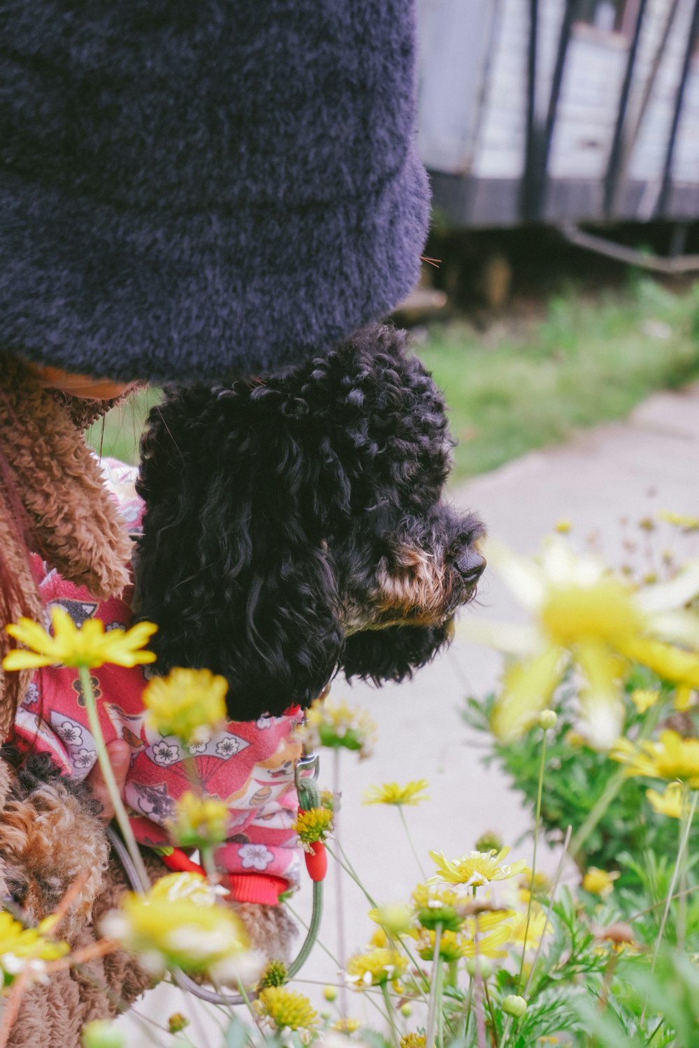 a black poodle wearing a red shirt and a blue hat