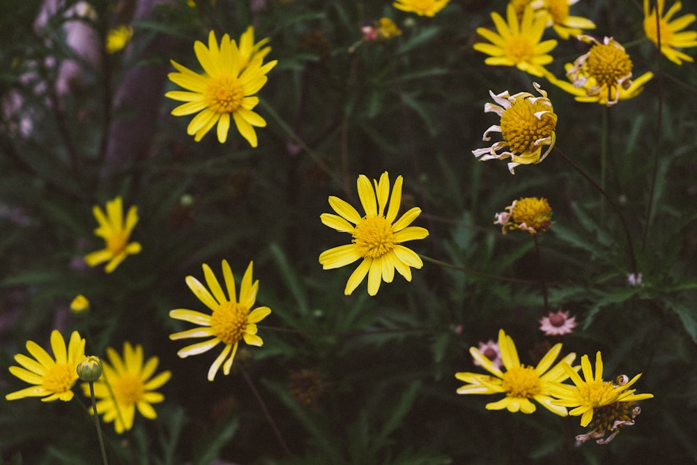 a bunch of yellow flowers in a field