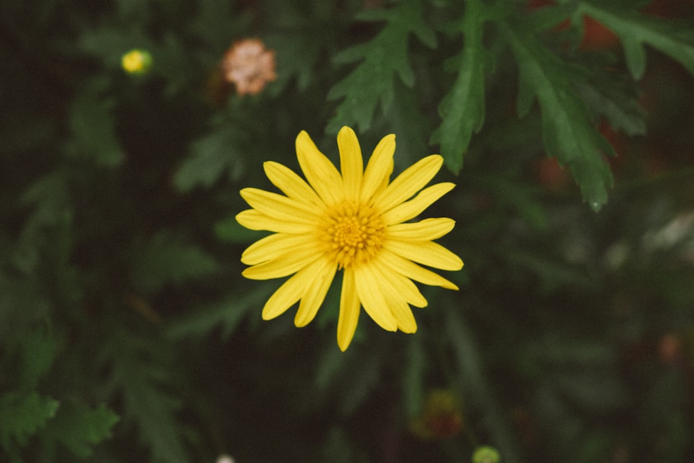 a yellow flower with green leaves in the background