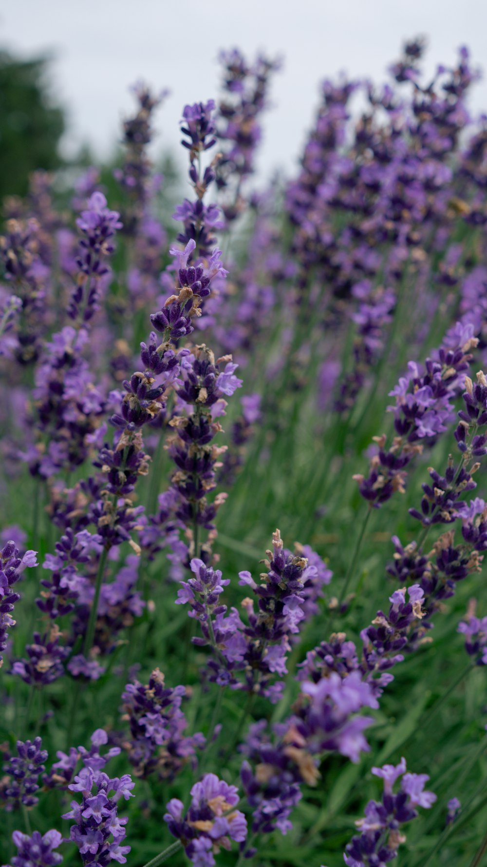 a field full of purple flowers on a cloudy day